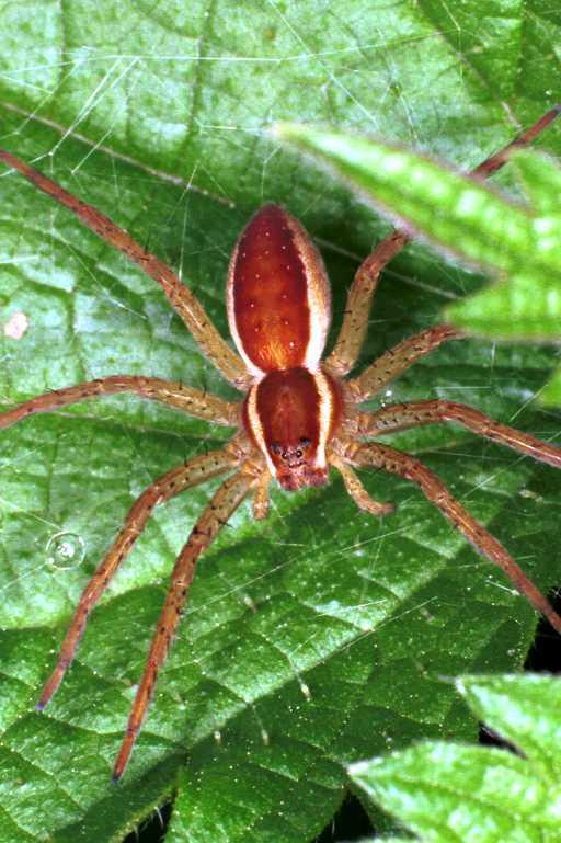 Dolomedes_fimbriatus_RF0726_Z_88_Les Gris_Frankrijk.jpg